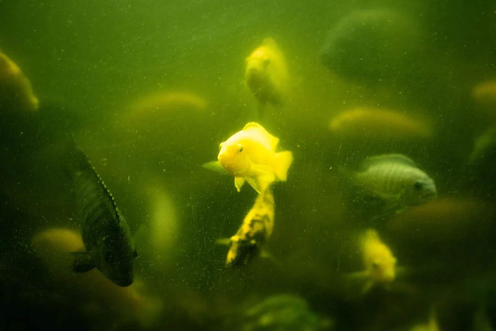 Cichlids in murky, green-tinted aquarium water