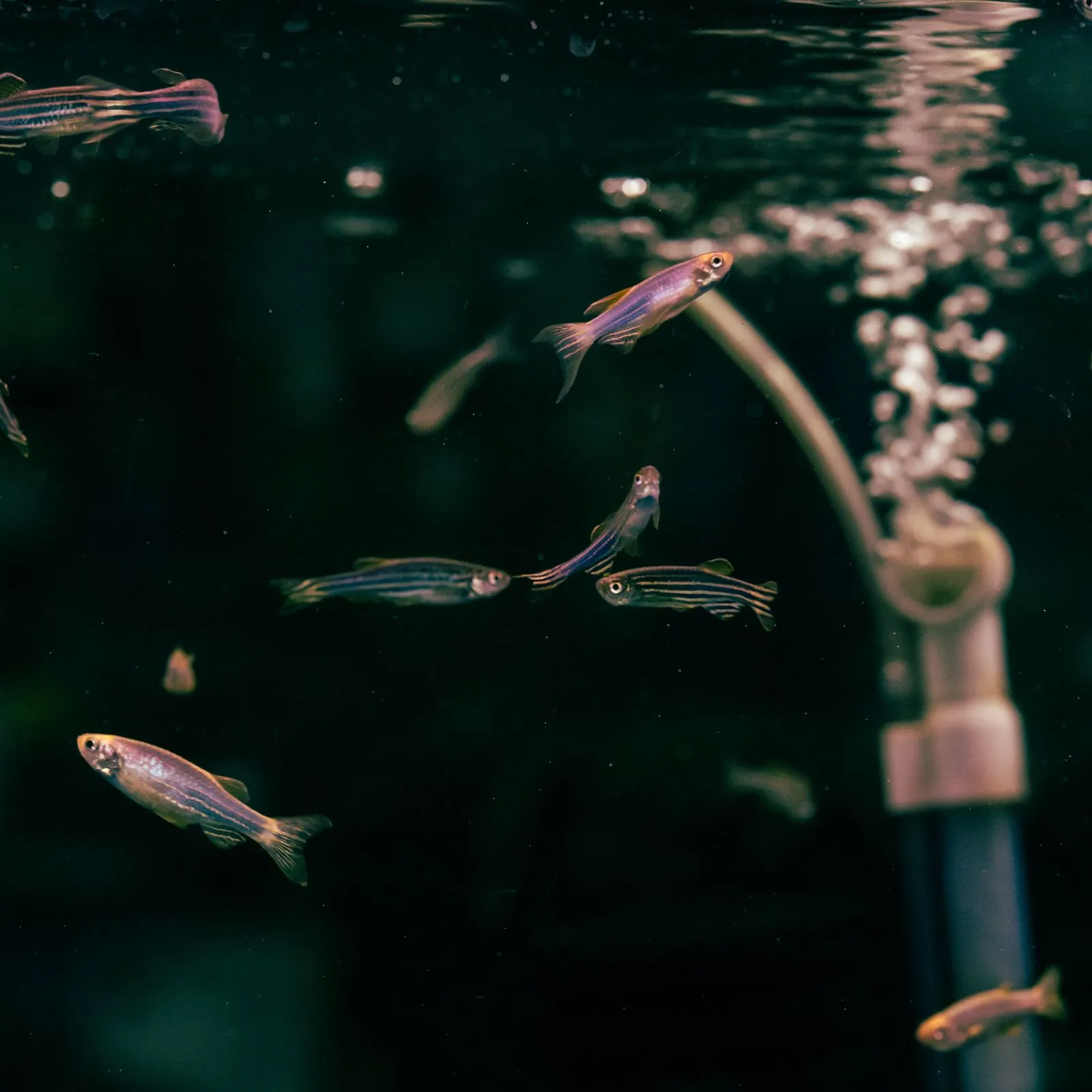 Zebra danios swimming near an air stone in a dark aquarium
